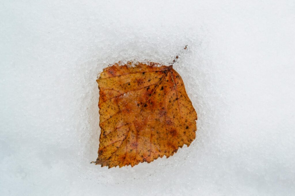 Best Ankle Boots for Fall & Winter Style